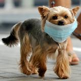 Chuyện lạ có thật: Trung Quốc ô nhiễm tới mức chó cũng phải đeo khẩu trang
